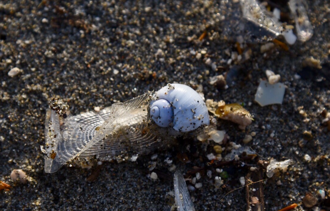 La Janthina, il mollusco pelagico